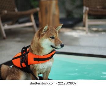 Staking pool, Shiba Inu (SHIB), Ethereum Name Service (ENS)
